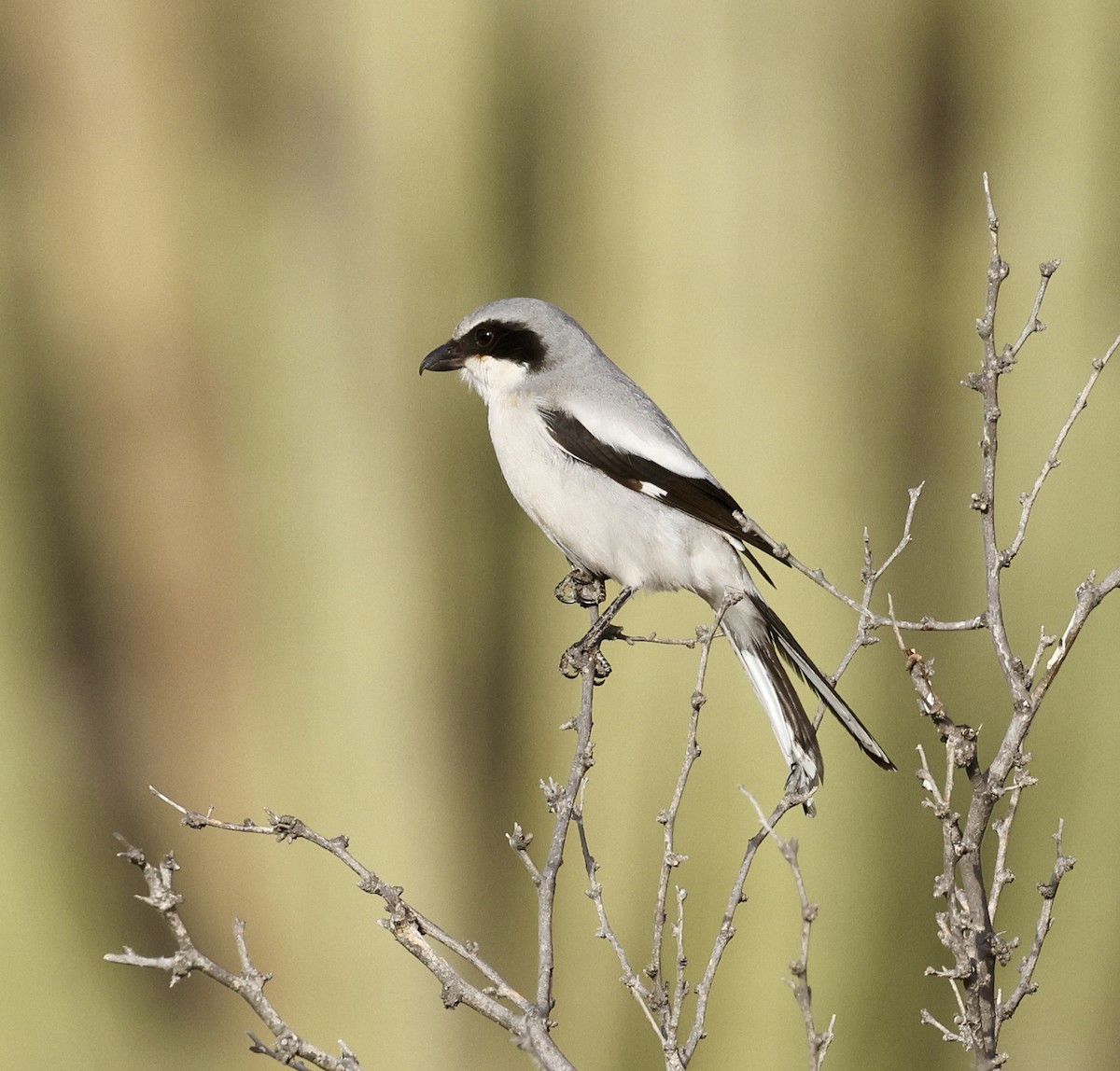 Loggerhead Shrike - ML612646111