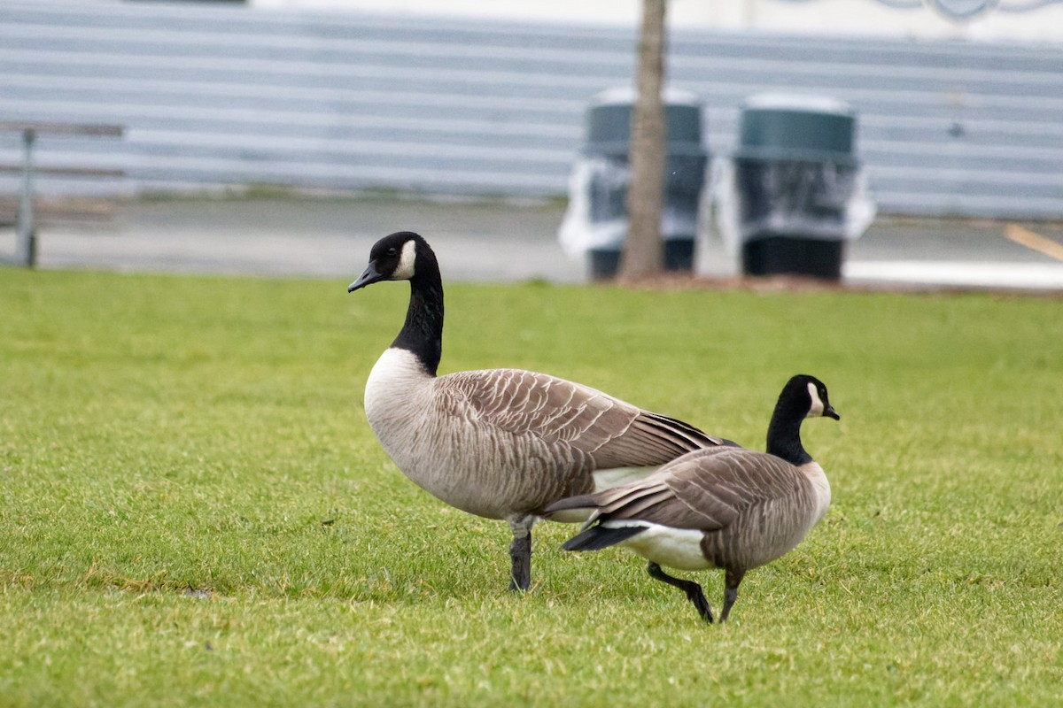 Canada Goose - ML612646122