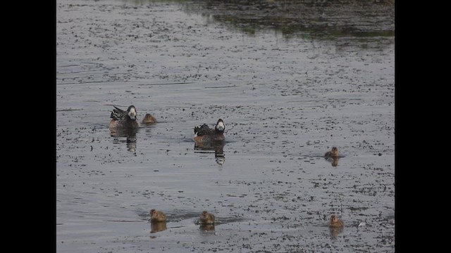 Chiloe Wigeon - ML612646141