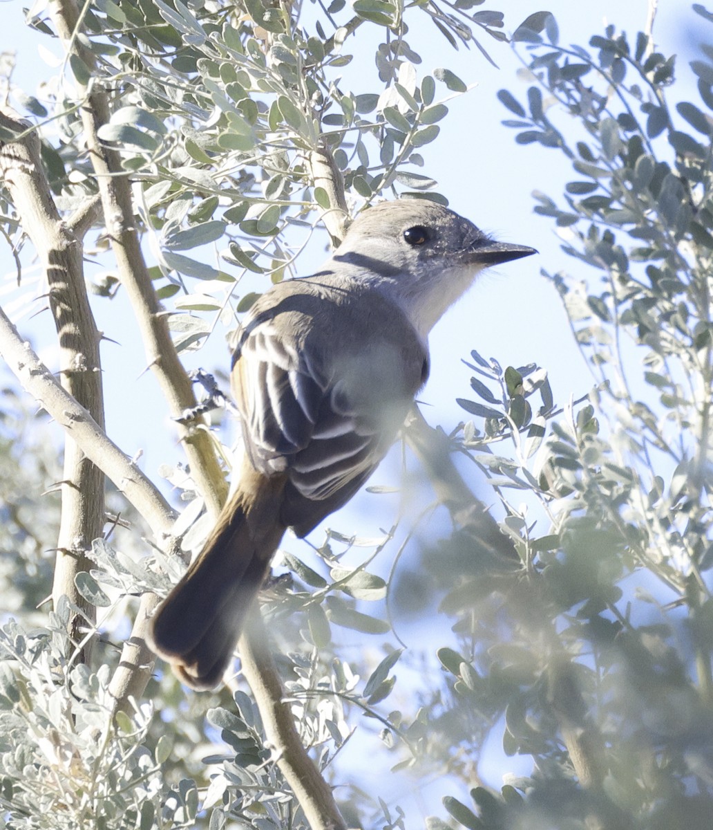 Ash-throated Flycatcher - Adam Dudley