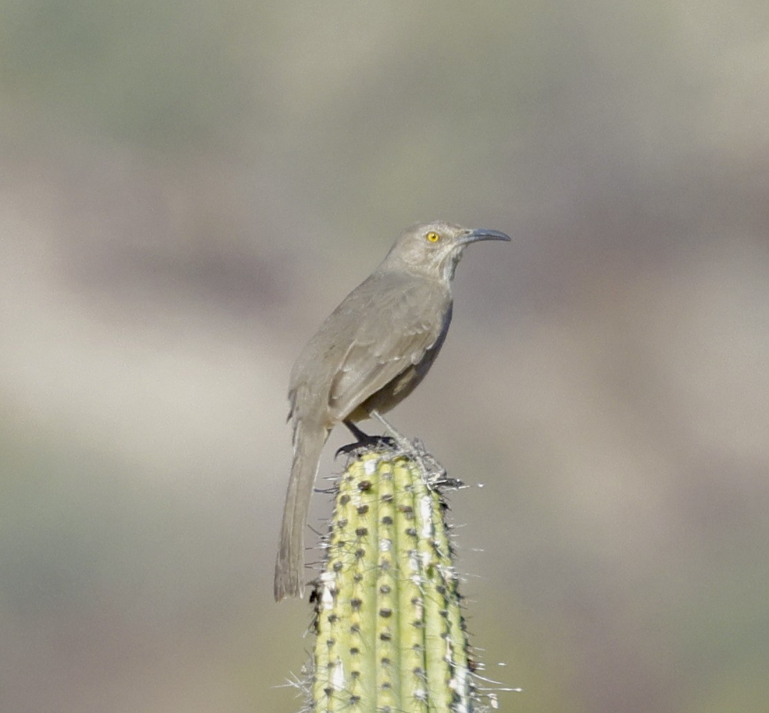 Curve-billed Thrasher - Adam Dudley