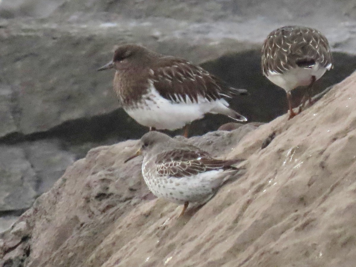 Rock Sandpiper - ML612646192