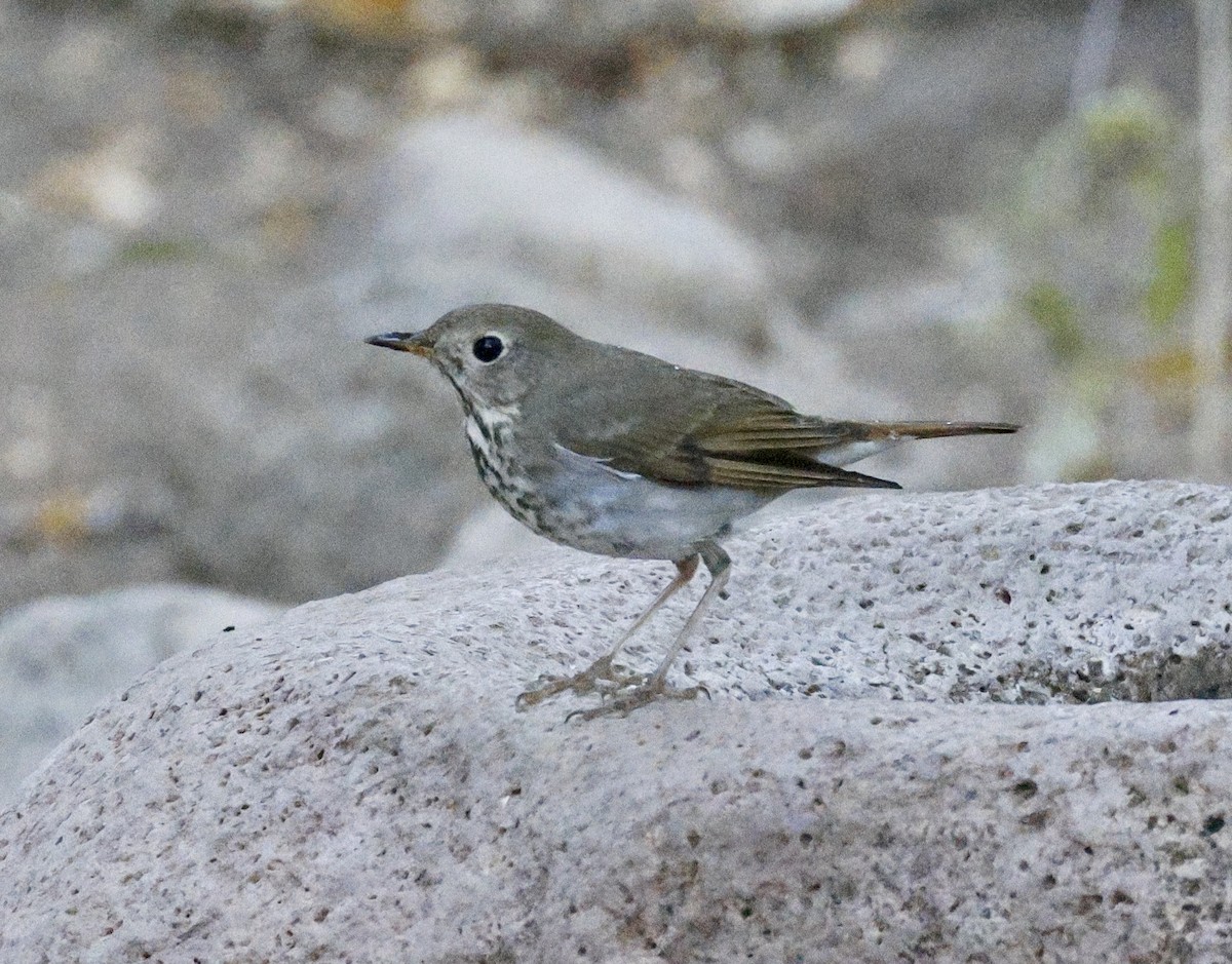 Hermit Thrush - Adam Dudley