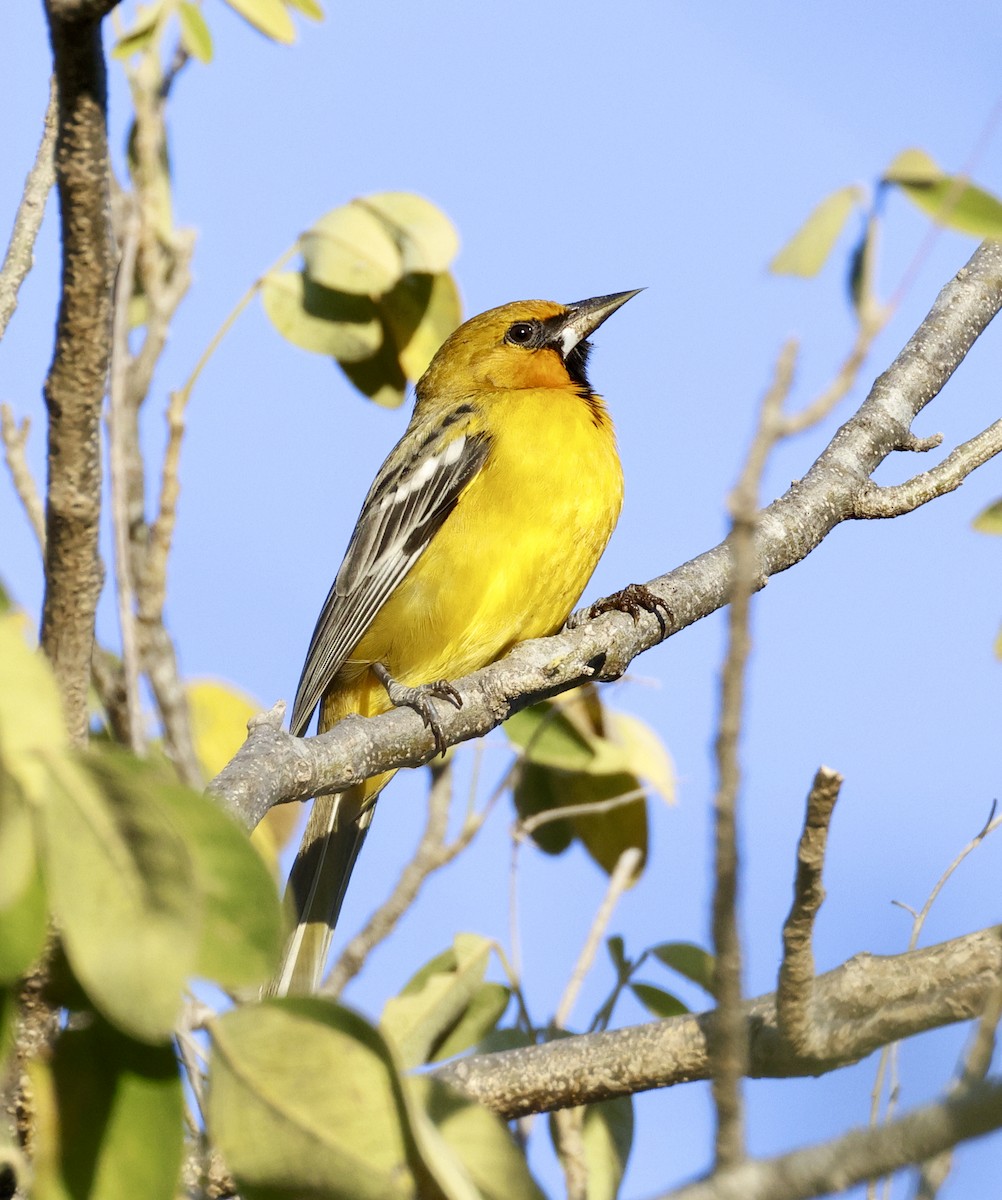 Streak-backed Oriole - ML612646234