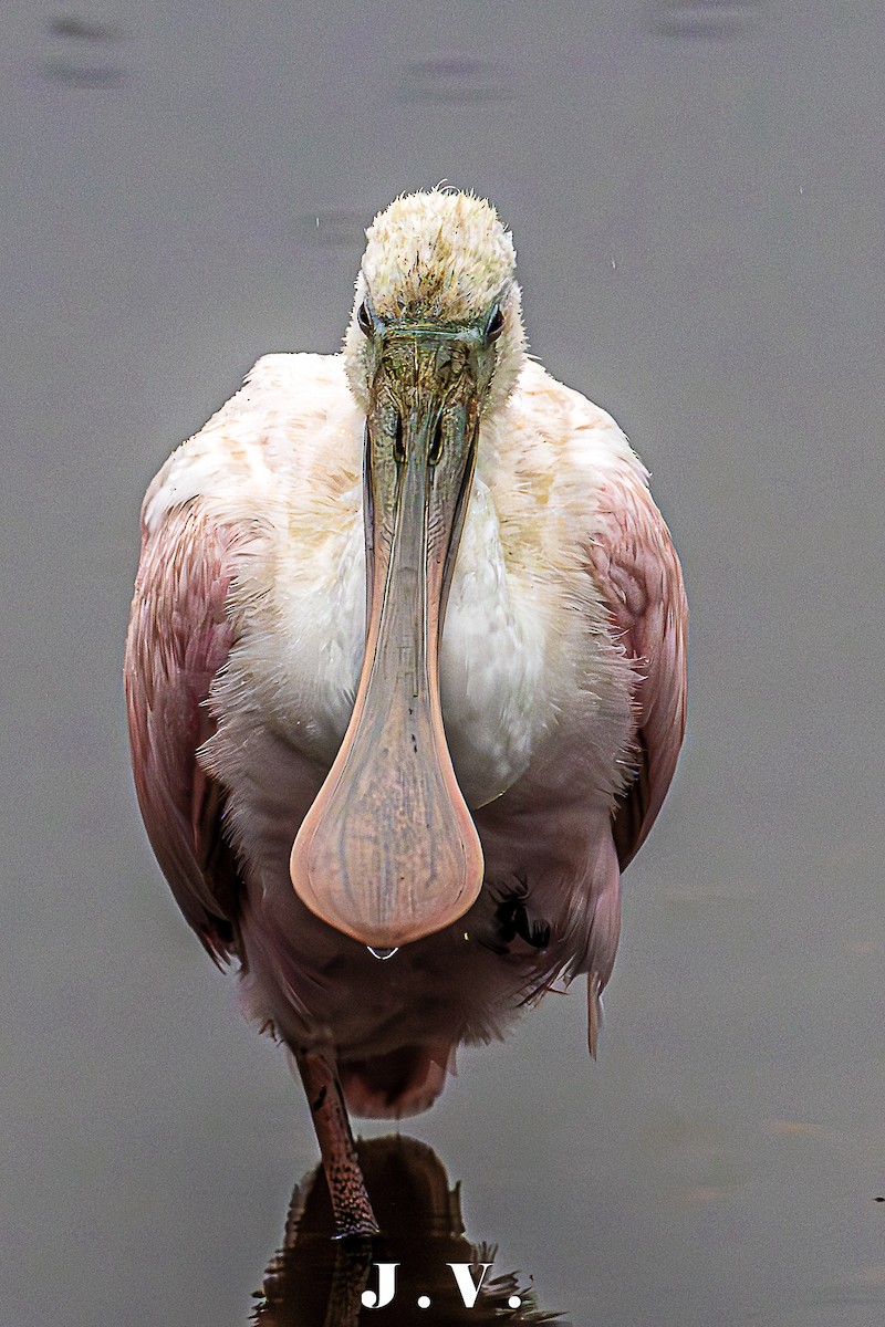 Roseate Spoonbill - ML612646276