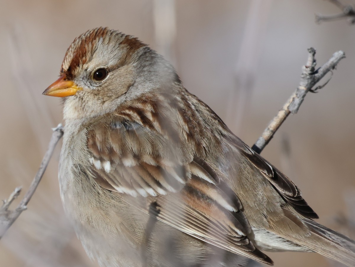 White-crowned Sparrow - ML612646296