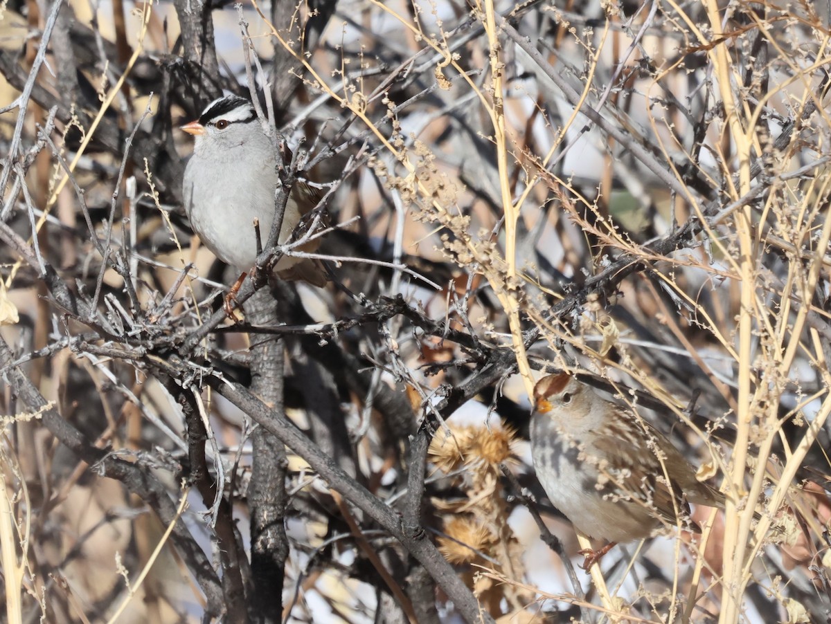White-crowned Sparrow - ML612646297