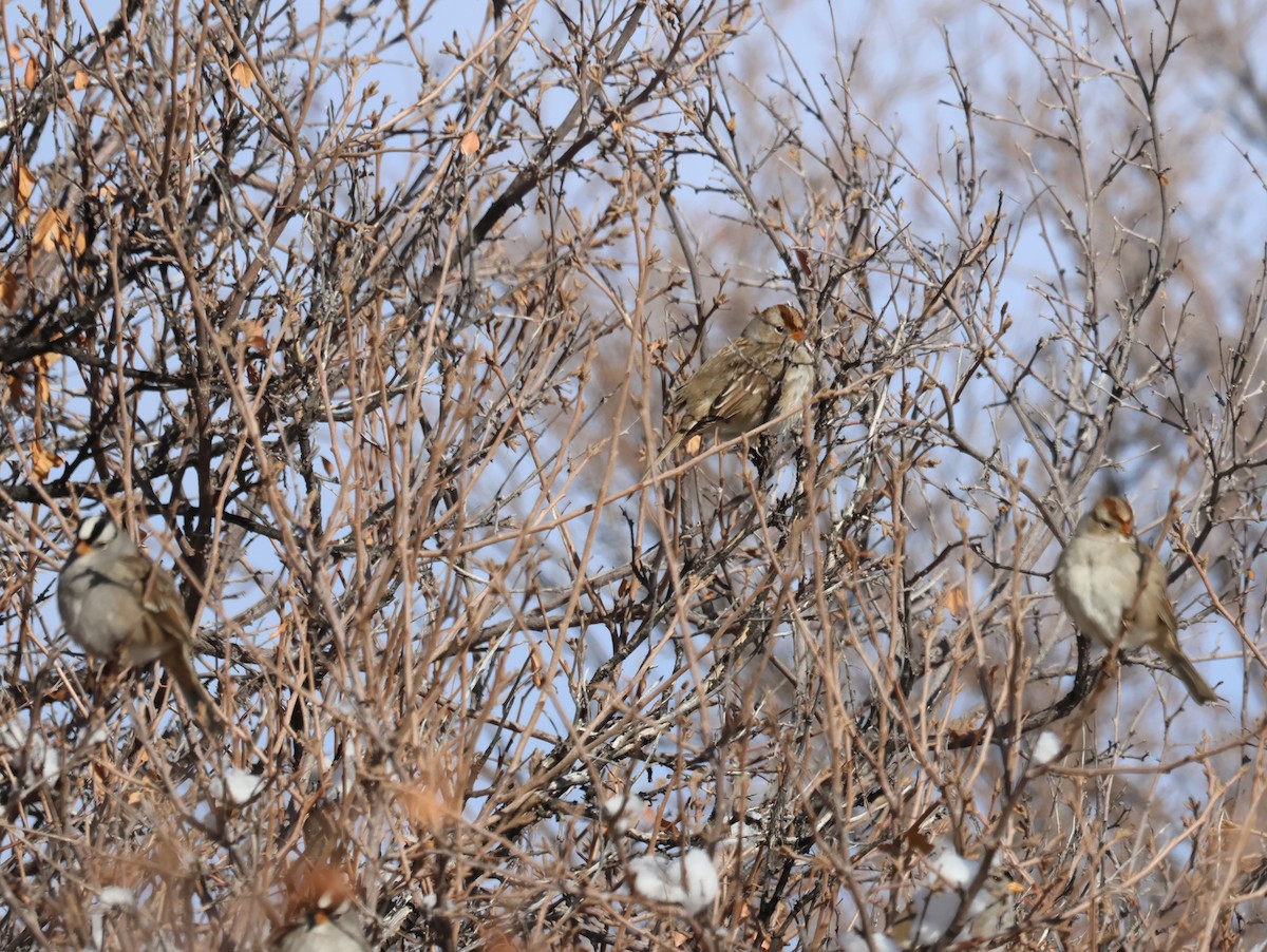White-crowned Sparrow - ML612646298