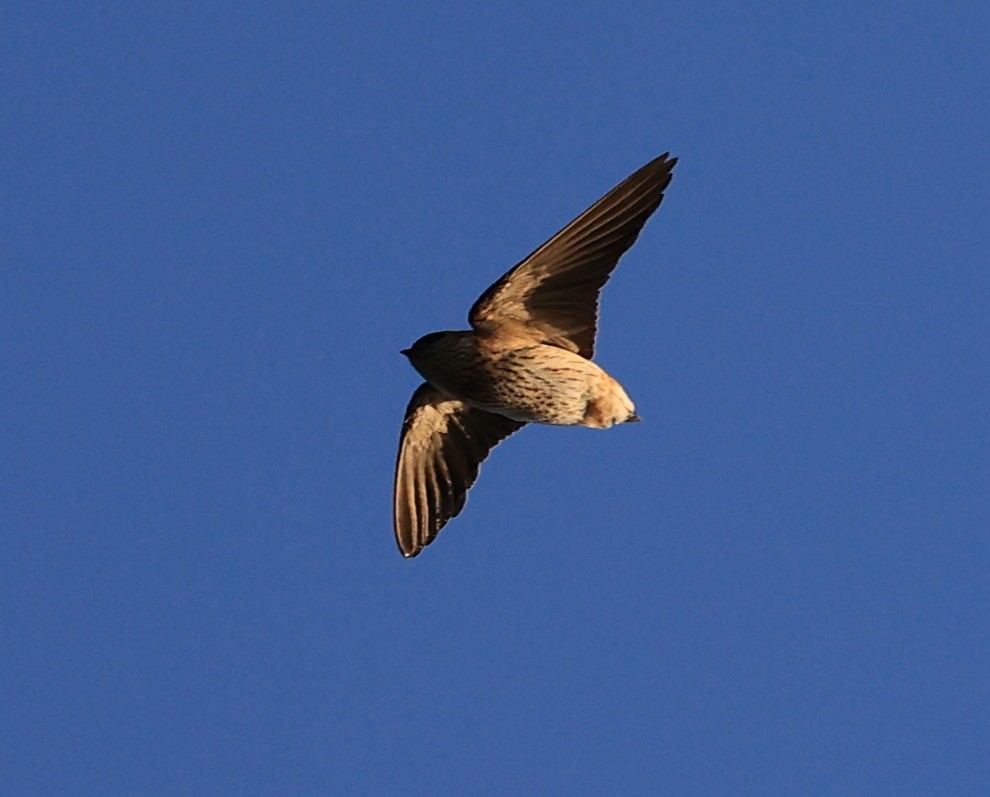 Red-rumped Swallow - ML612646489