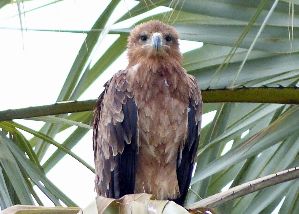 Águila Rapaz - ML612646500