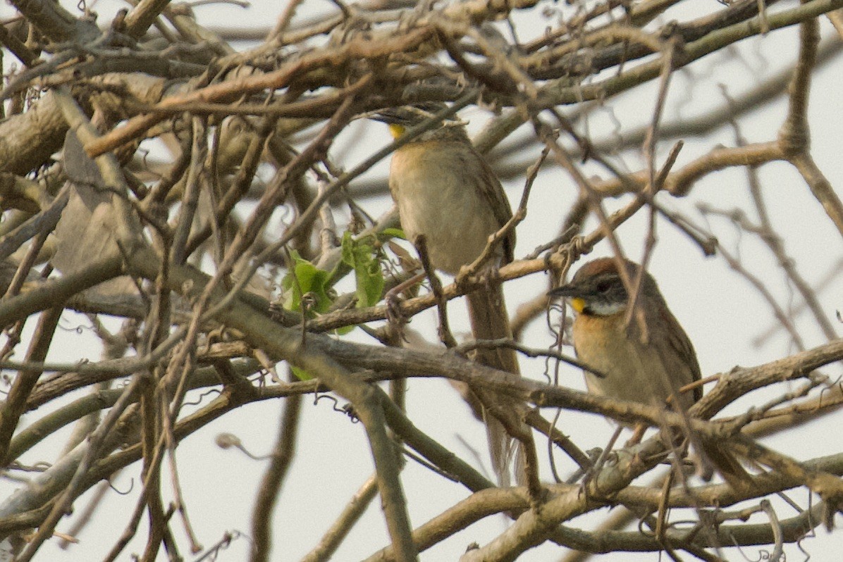 Chotoy Spinetail - ML612646507