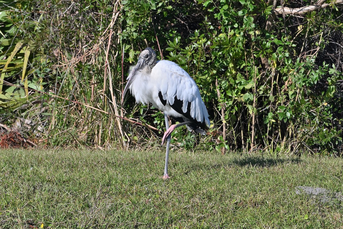 Wood Stork - ML612646587