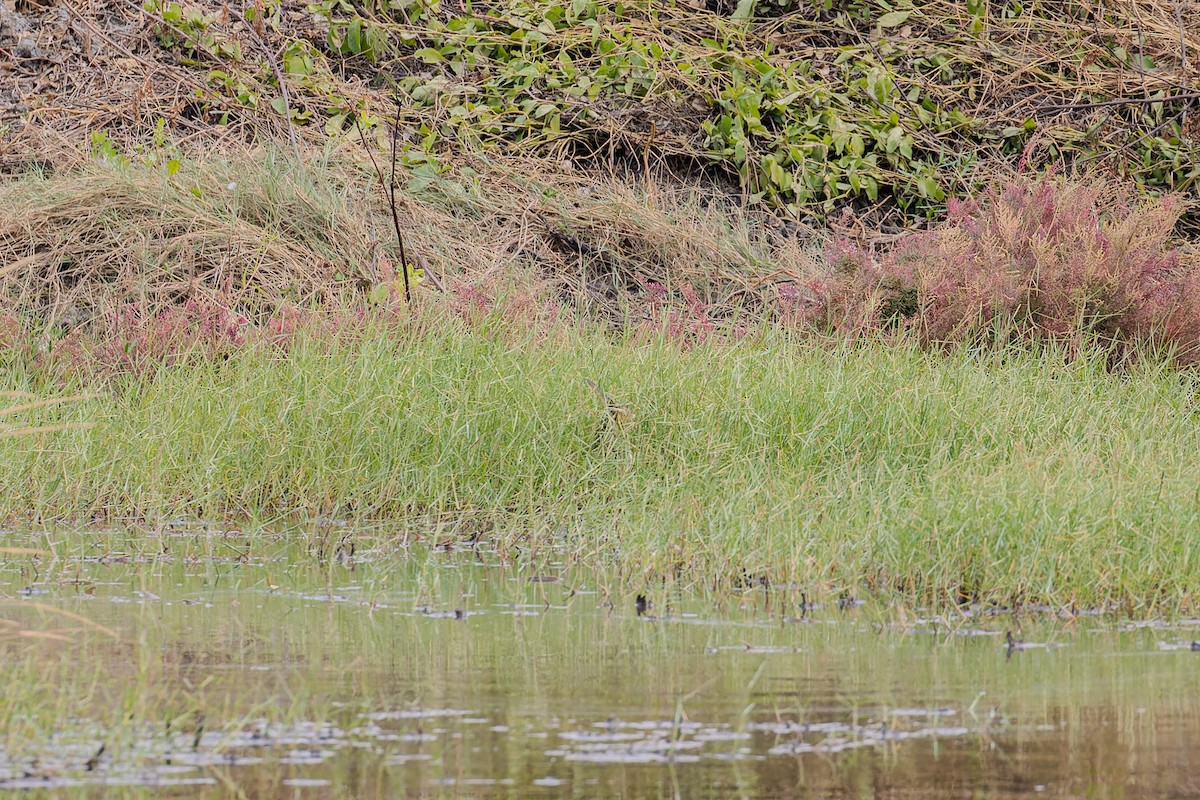 Great Bittern - ML612646616