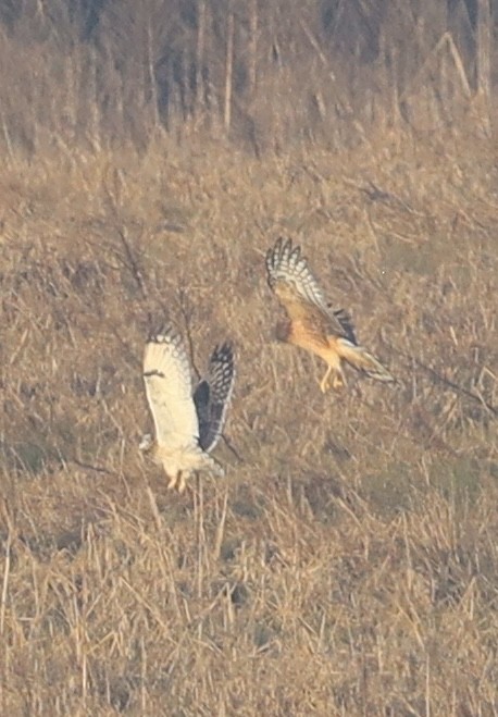 短耳鴞 - ML612646653