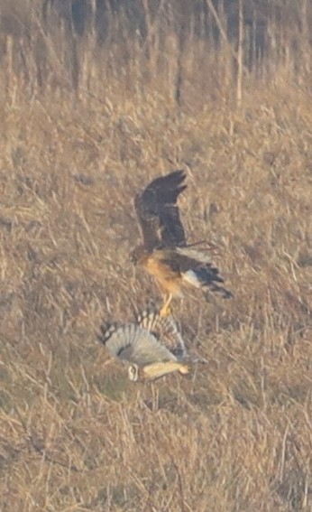 短耳鴞 - ML612646654