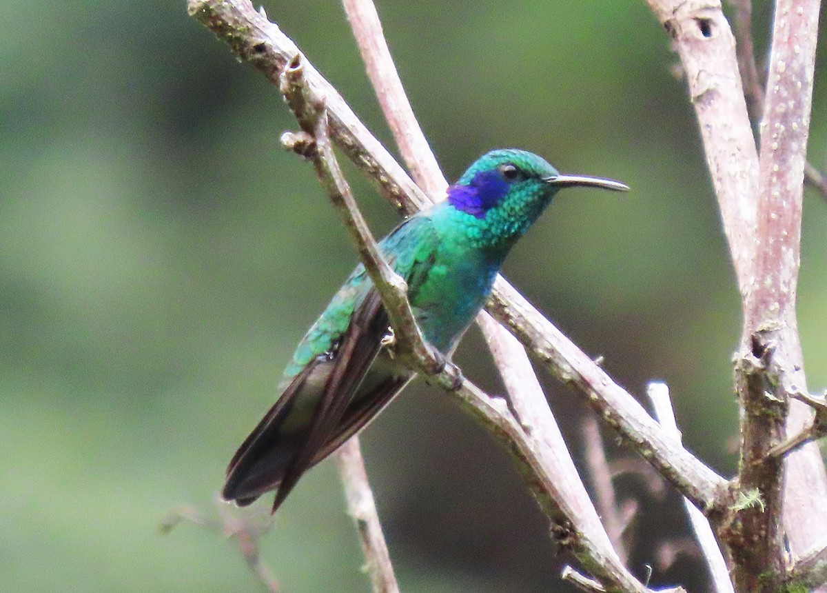 Colibrí Oreja Violeta Menor - ML612646676