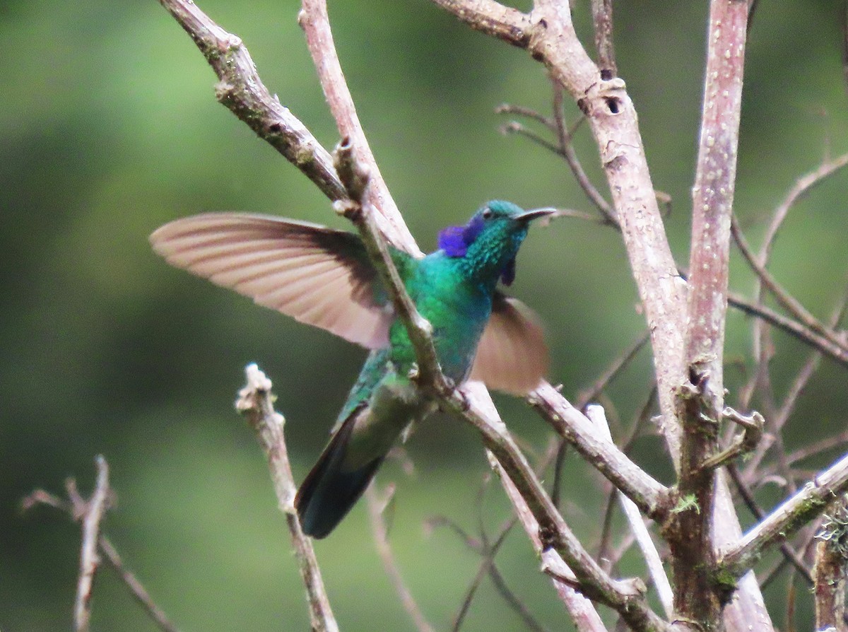 kolibřík modrouchý - ML612646677