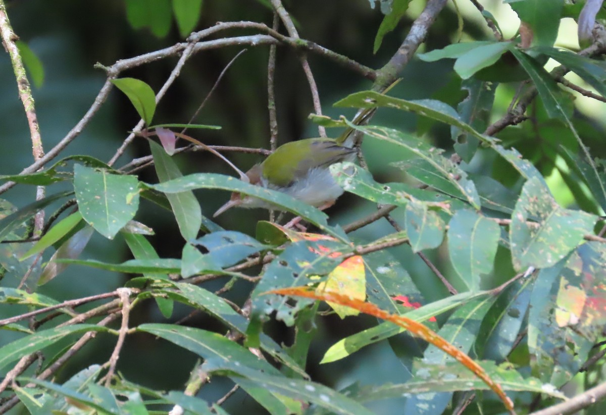 Common Tailorbird - ML612646678