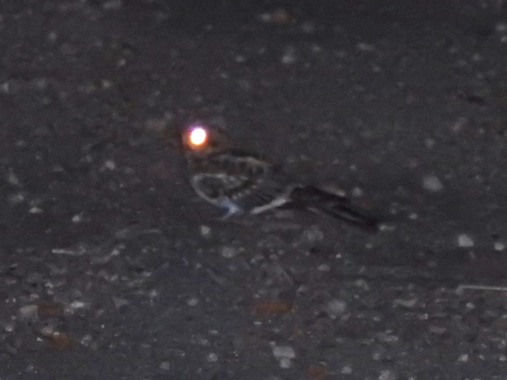 White-tailed Nightjar - ML612646721