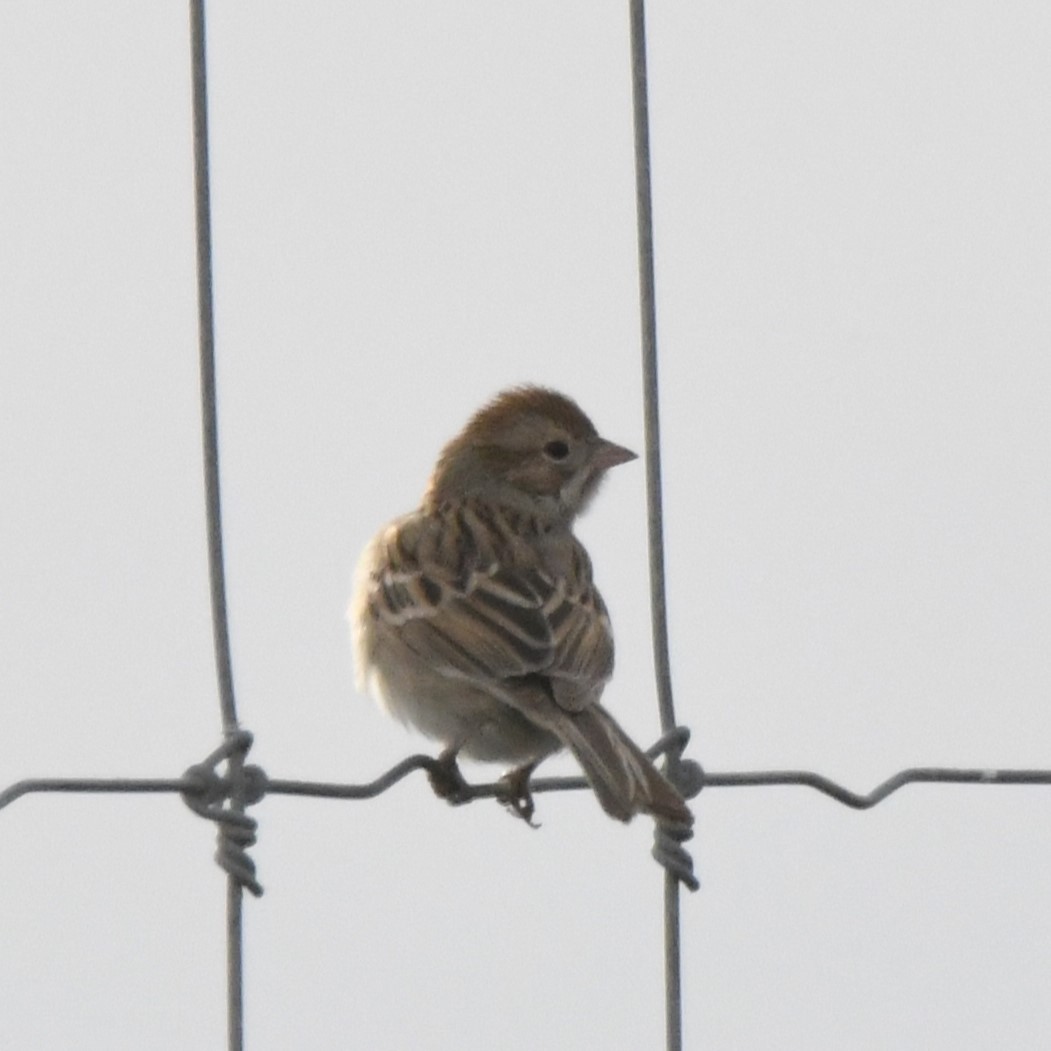 Brewer's Sparrow - ML612646783