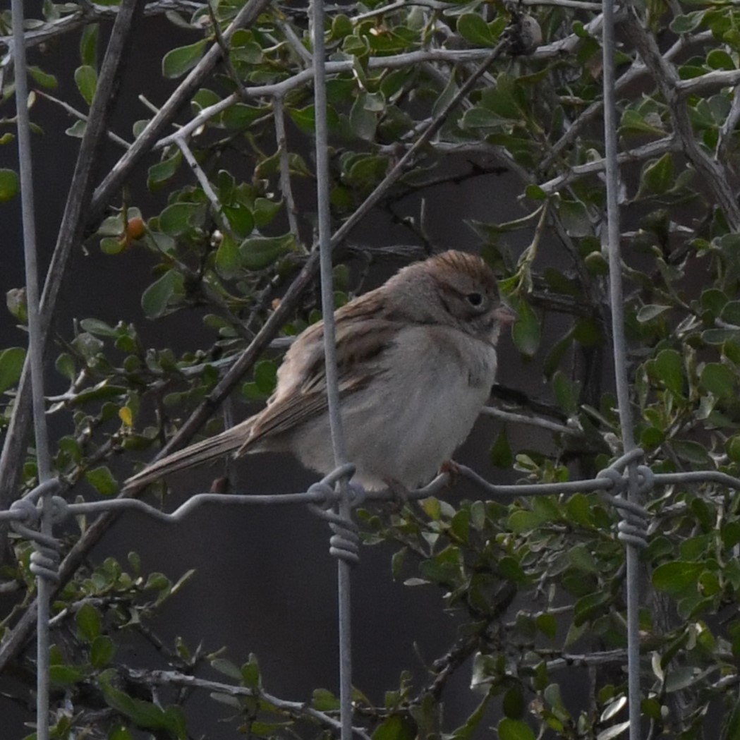Brewer's Sparrow - ML612646784
