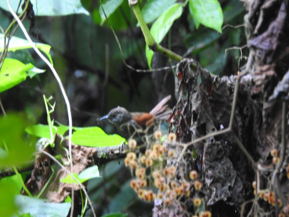 Marañon Spinetail - ML612646791