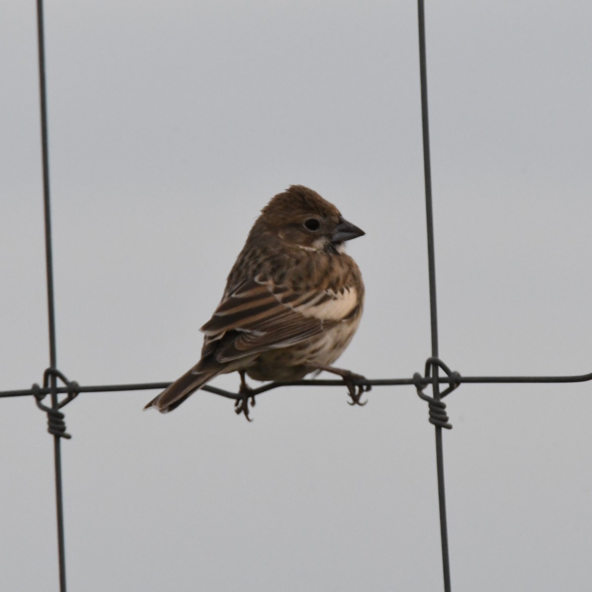 Lark Bunting - ML612646793