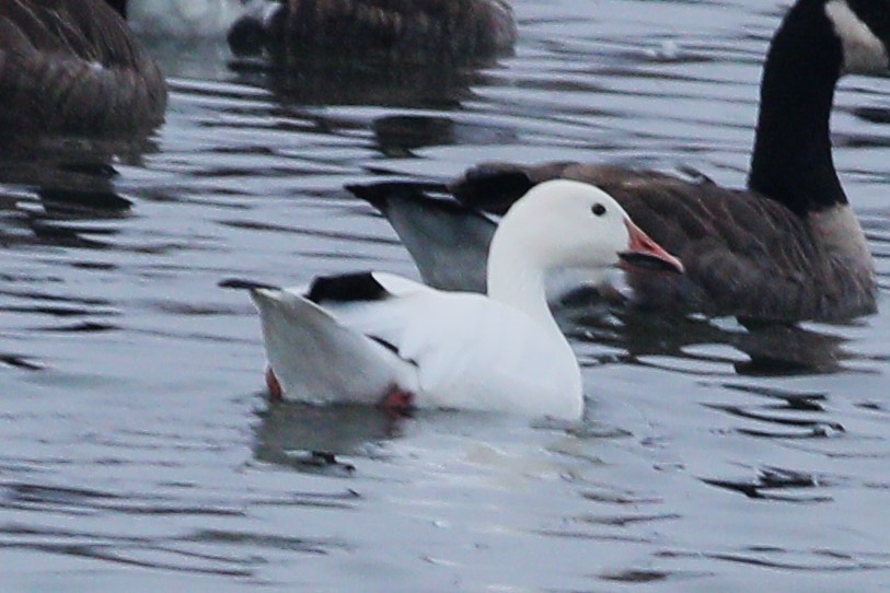 Snow Goose - ML612646847