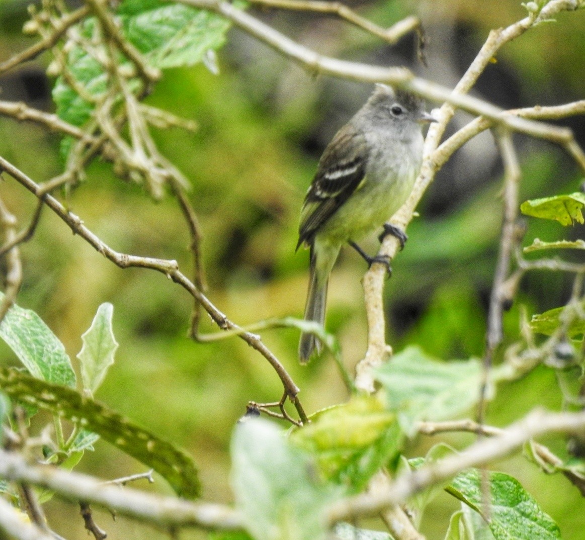 Mottle-backed Elaenia - fabian castillo