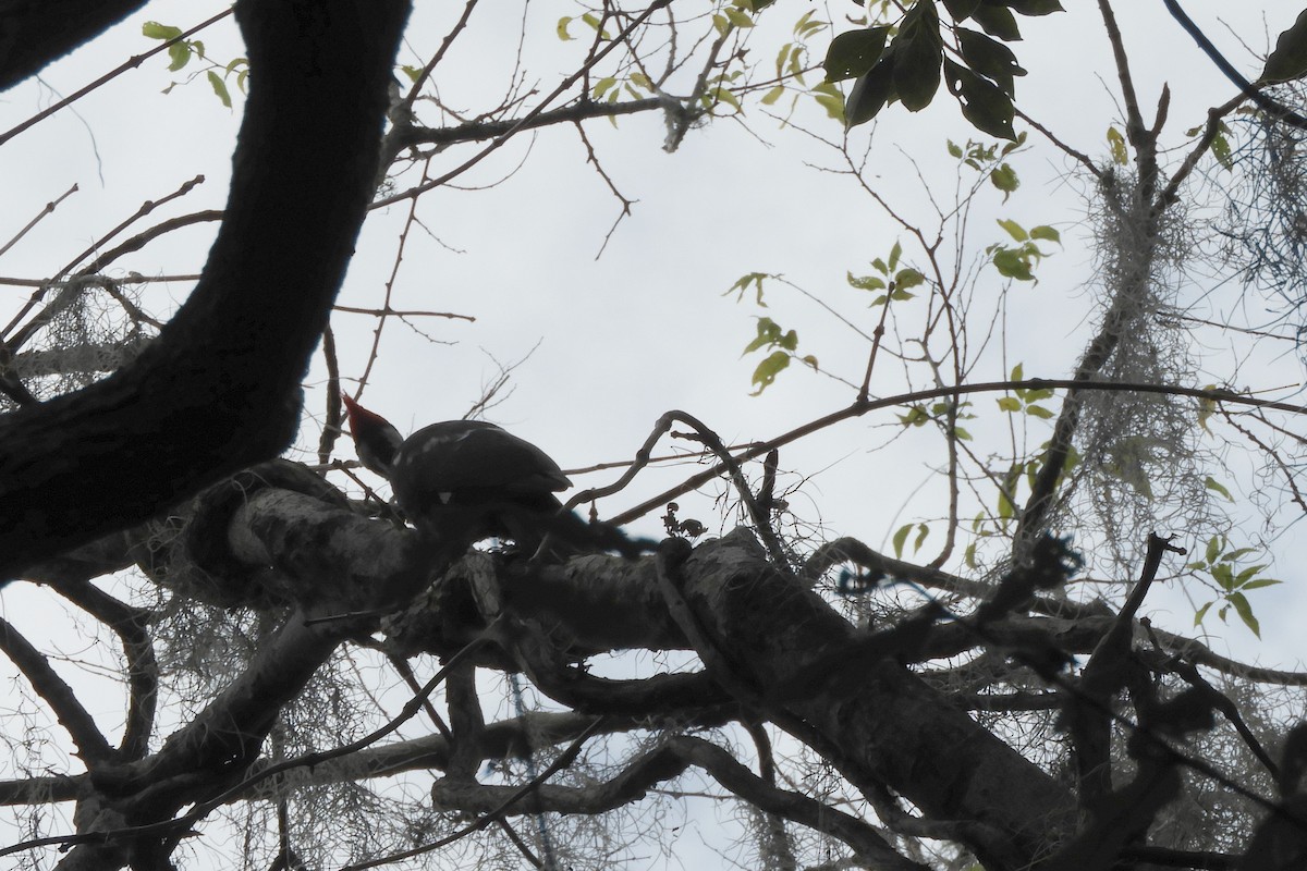 Pileated Woodpecker - ML612646954