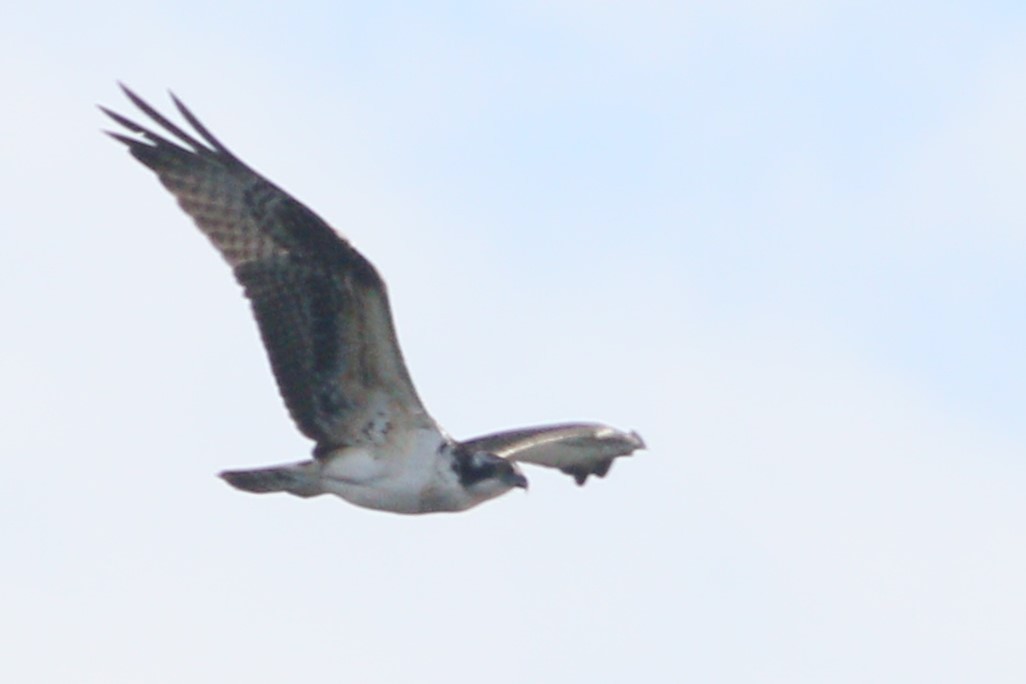 Balbuzard pêcheur - ML612647035