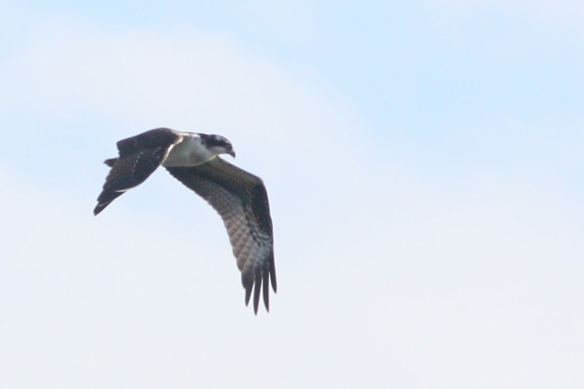 Balbuzard pêcheur - ML612647036