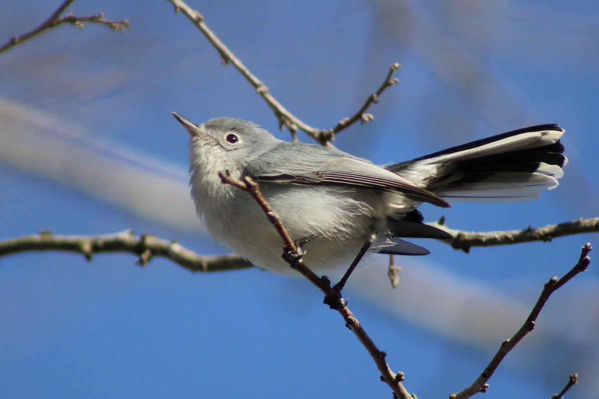 Blue-gray Gnatcatcher - ML612647256