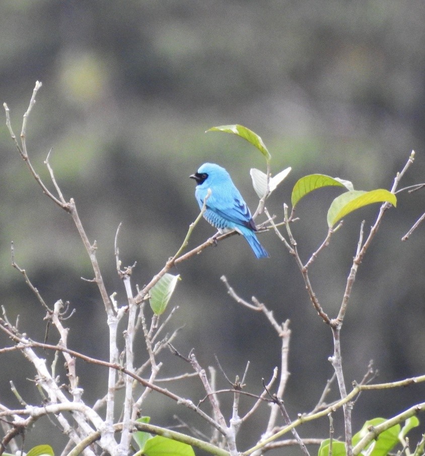 Swallow Tanager - ML612647326