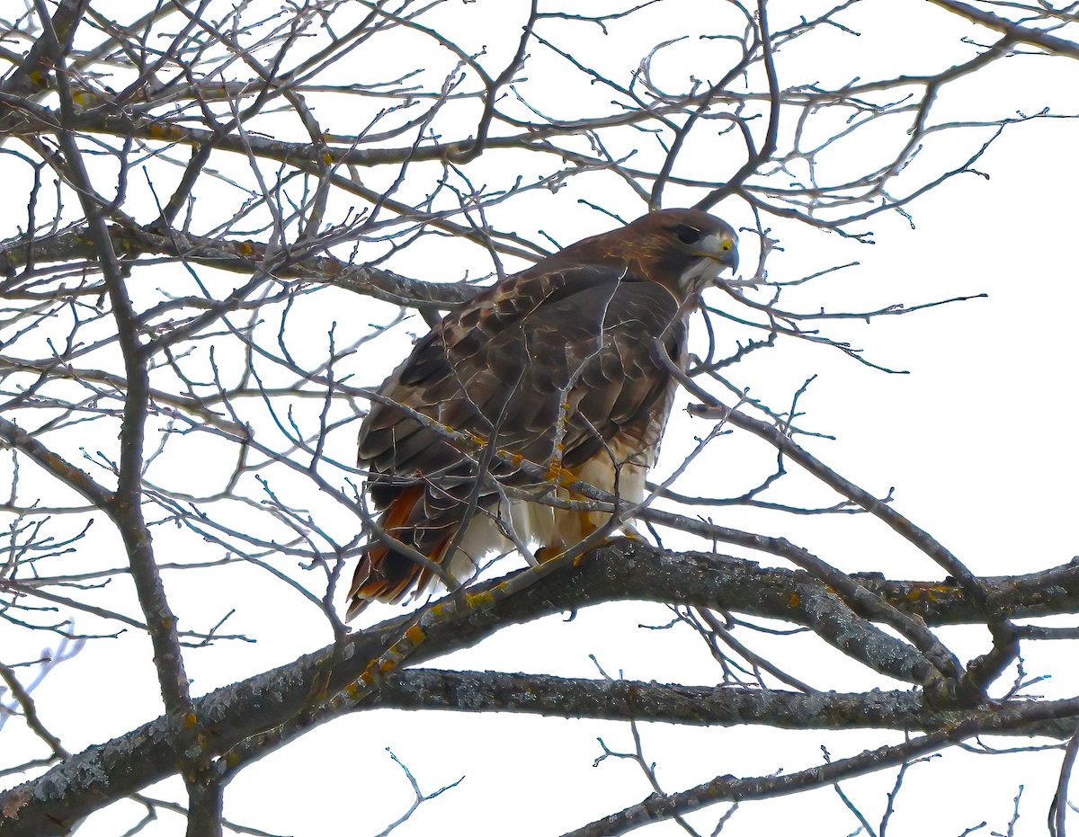 Red-tailed Hawk - ML612647332