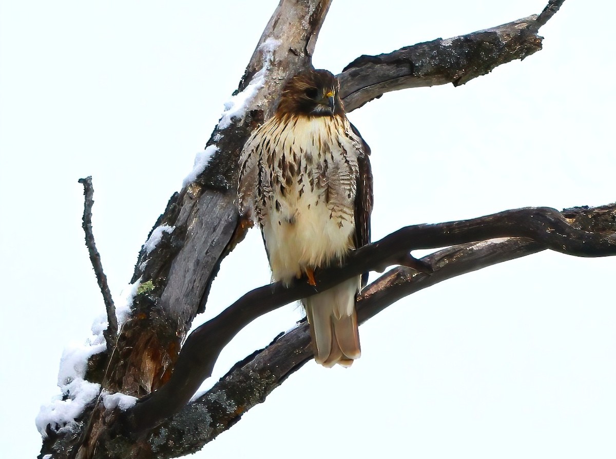 Red-tailed Hawk - ML612647333