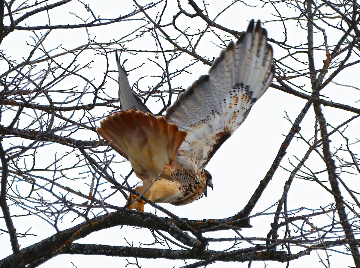 Red-tailed Hawk - ML612647334