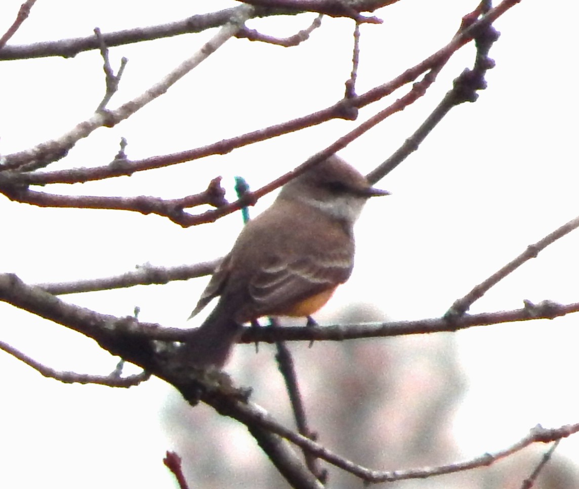 Vermilion Flycatcher - ML612647358