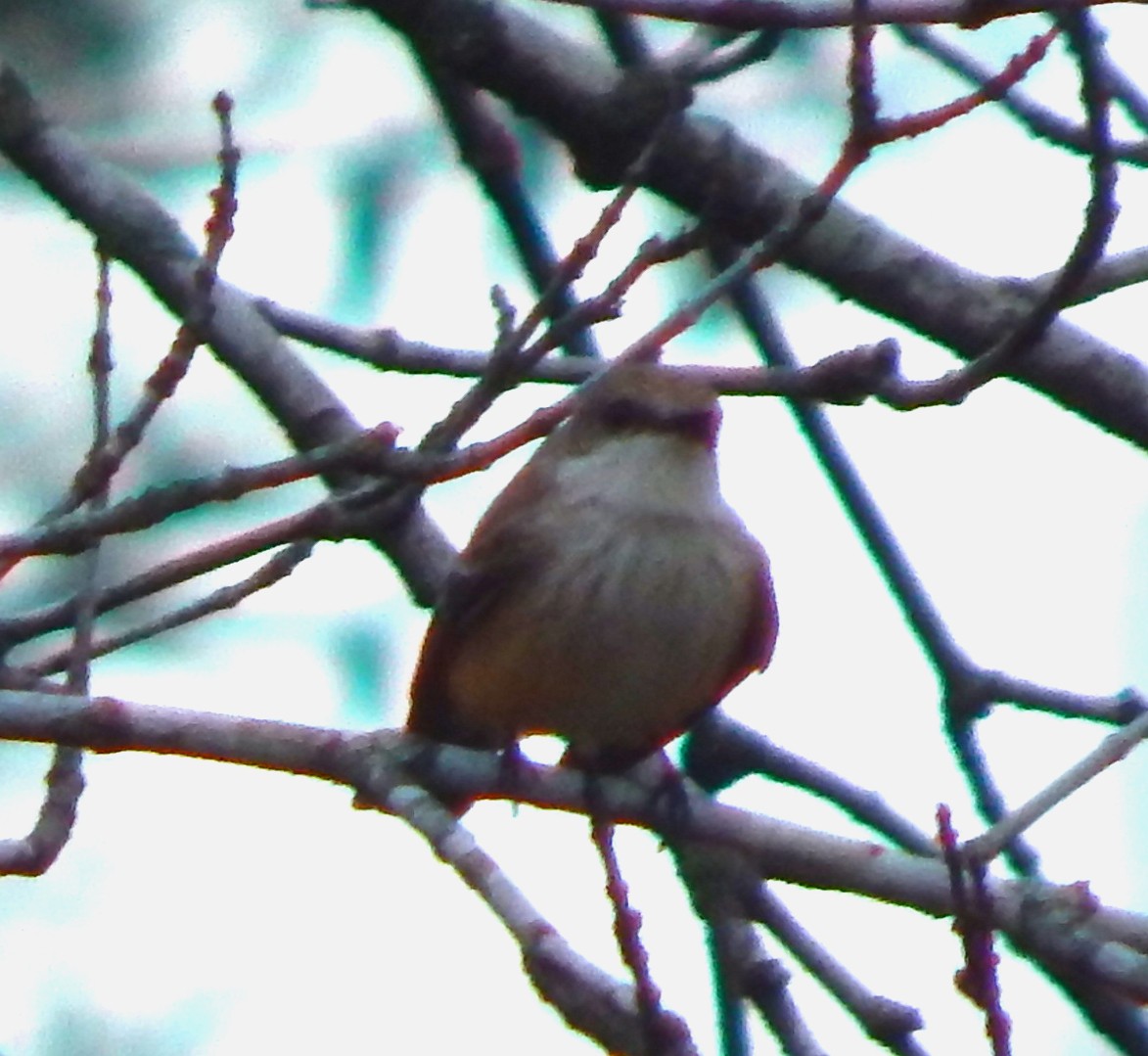 Vermilion Flycatcher - ML612647359