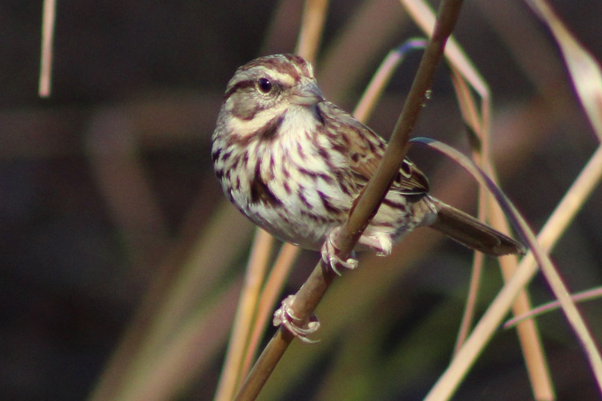 Song Sparrow - ML612647374