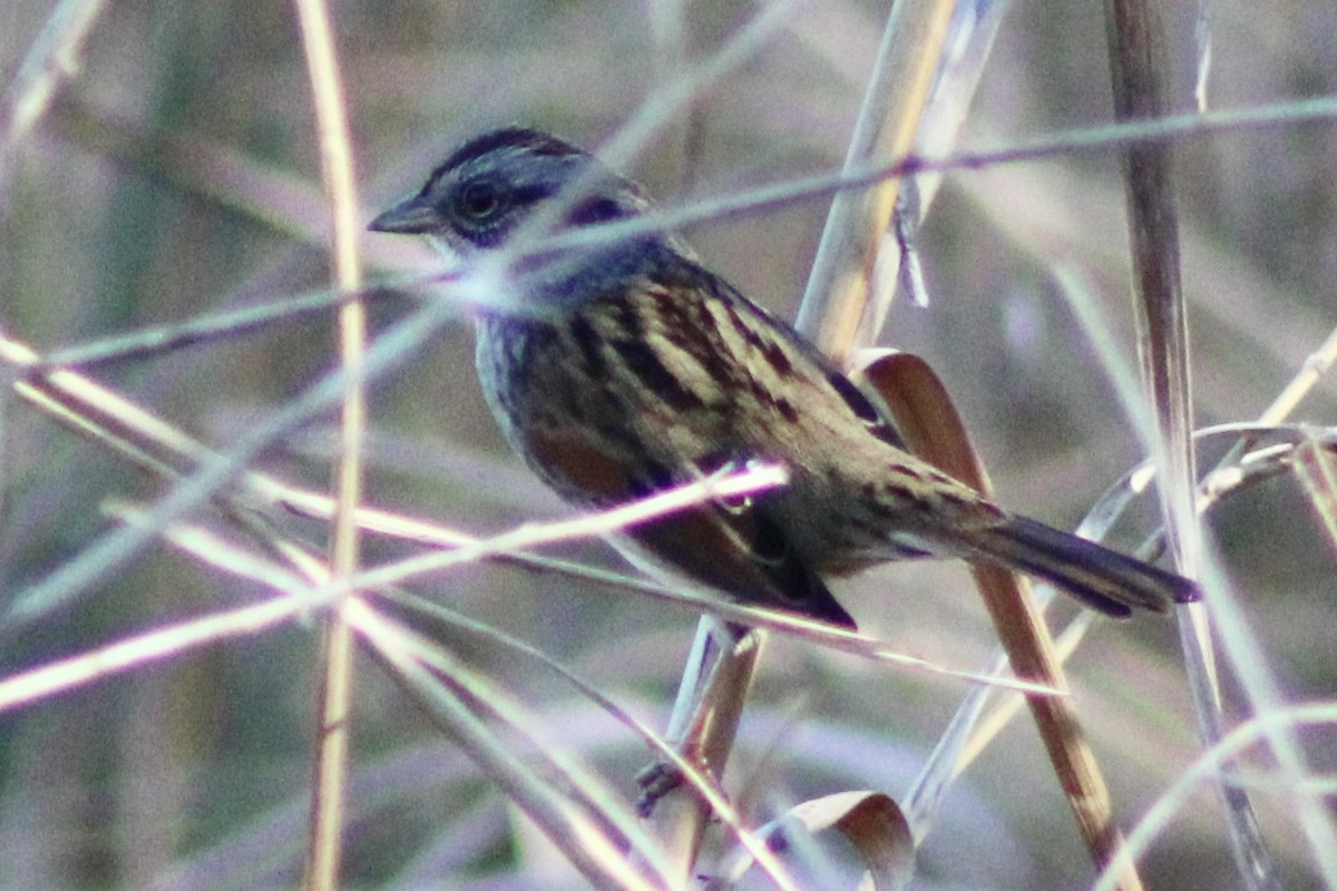 Swamp Sparrow - Kevin Markham