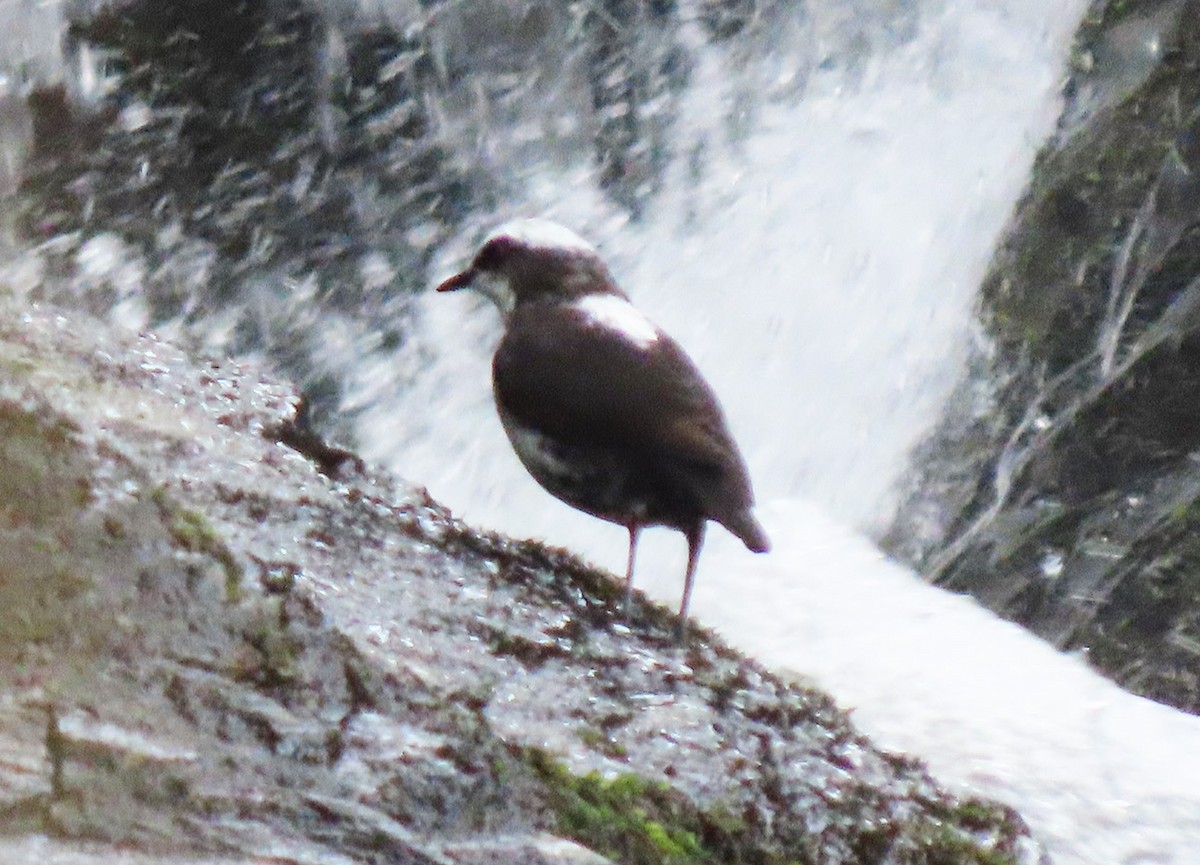 White-capped Dipper (White-bellied) - Alejandro Mendoza