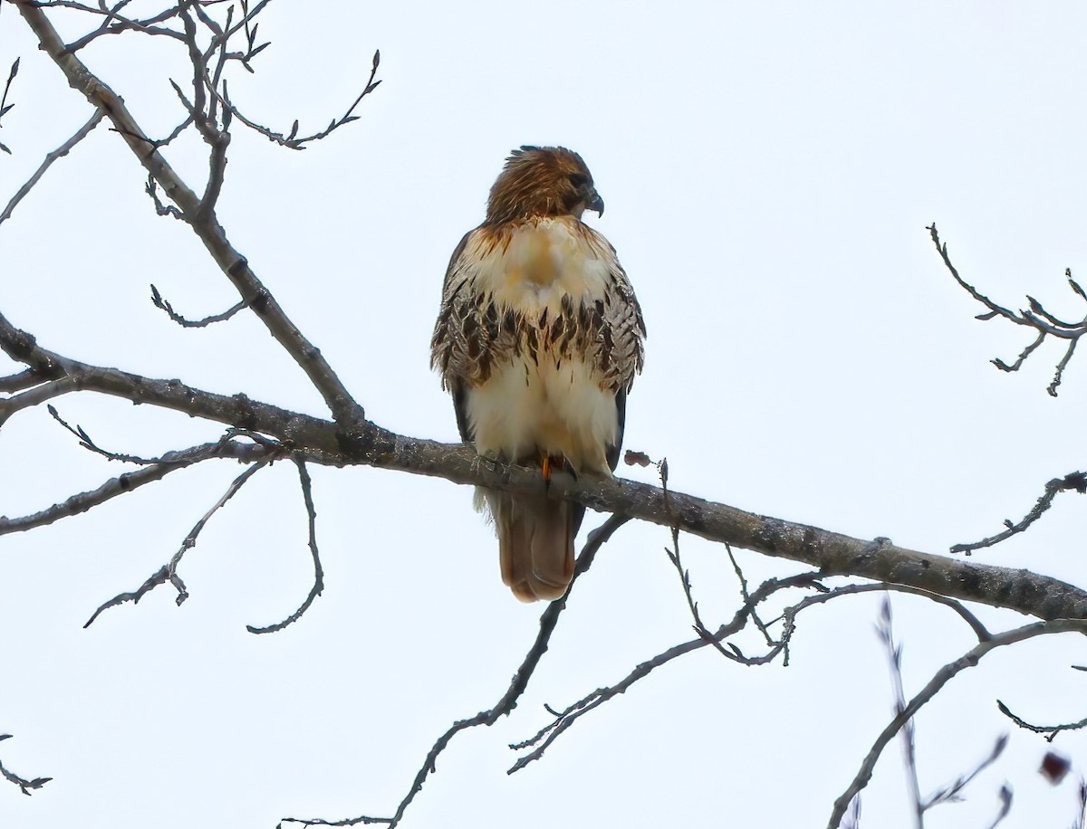 Red-tailed Hawk - ML612647444