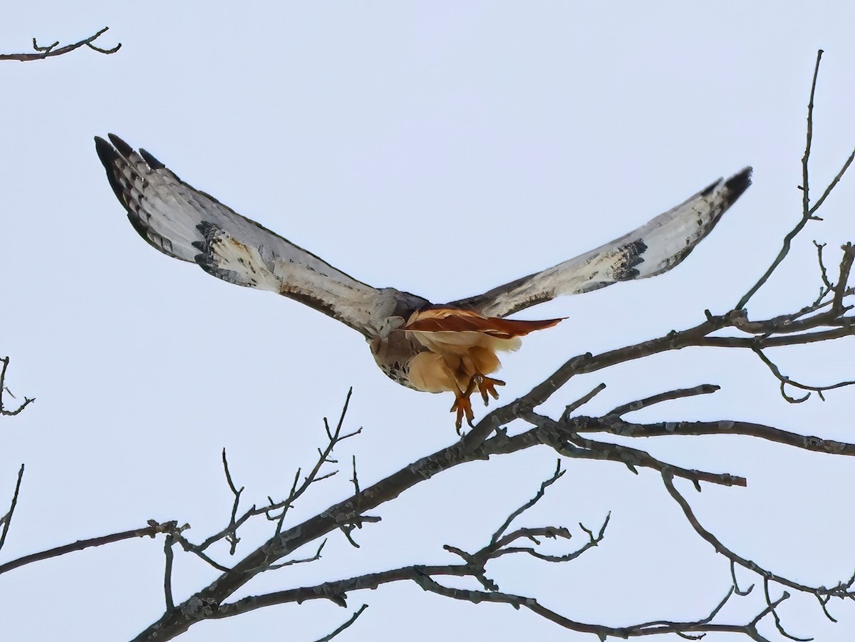 Red-tailed Hawk - ML612647453
