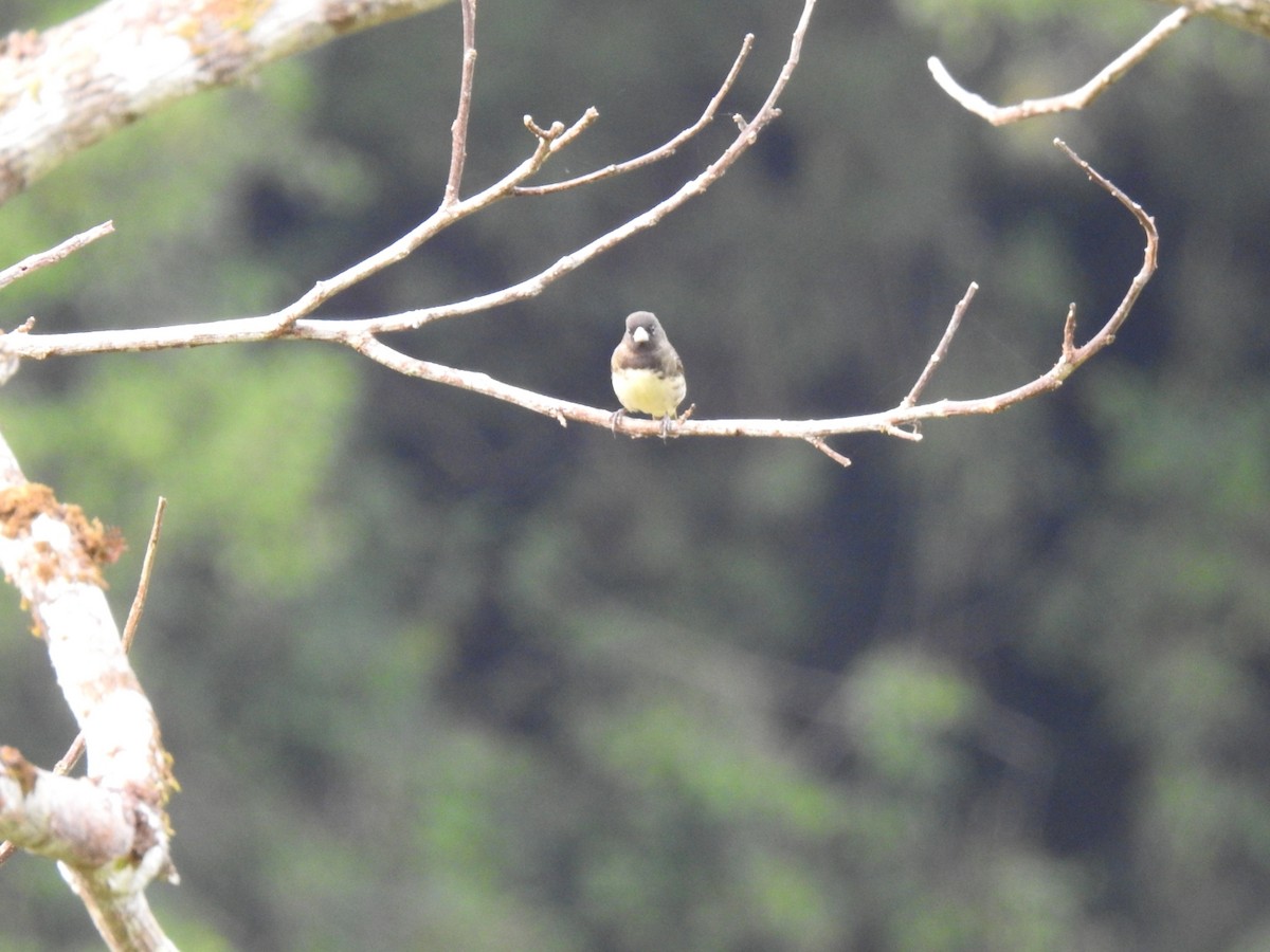 Yellow-bellied Seedeater - ML612647497