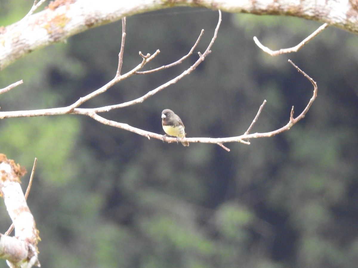 Yellow-bellied Seedeater - ML612647498