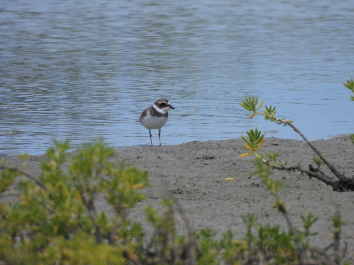 Semipalmated Plover - ML612647501