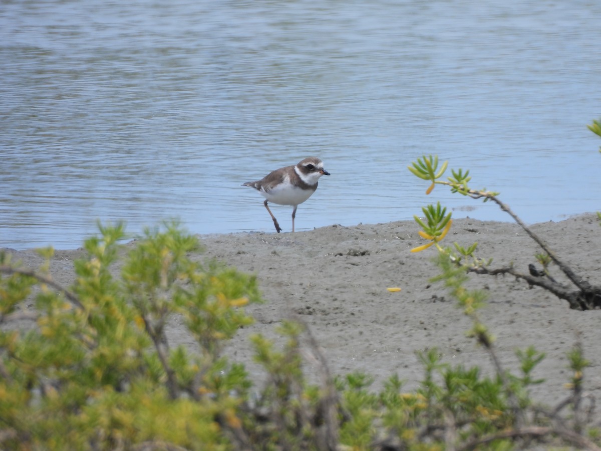 Semipalmated Plover - ML612647502