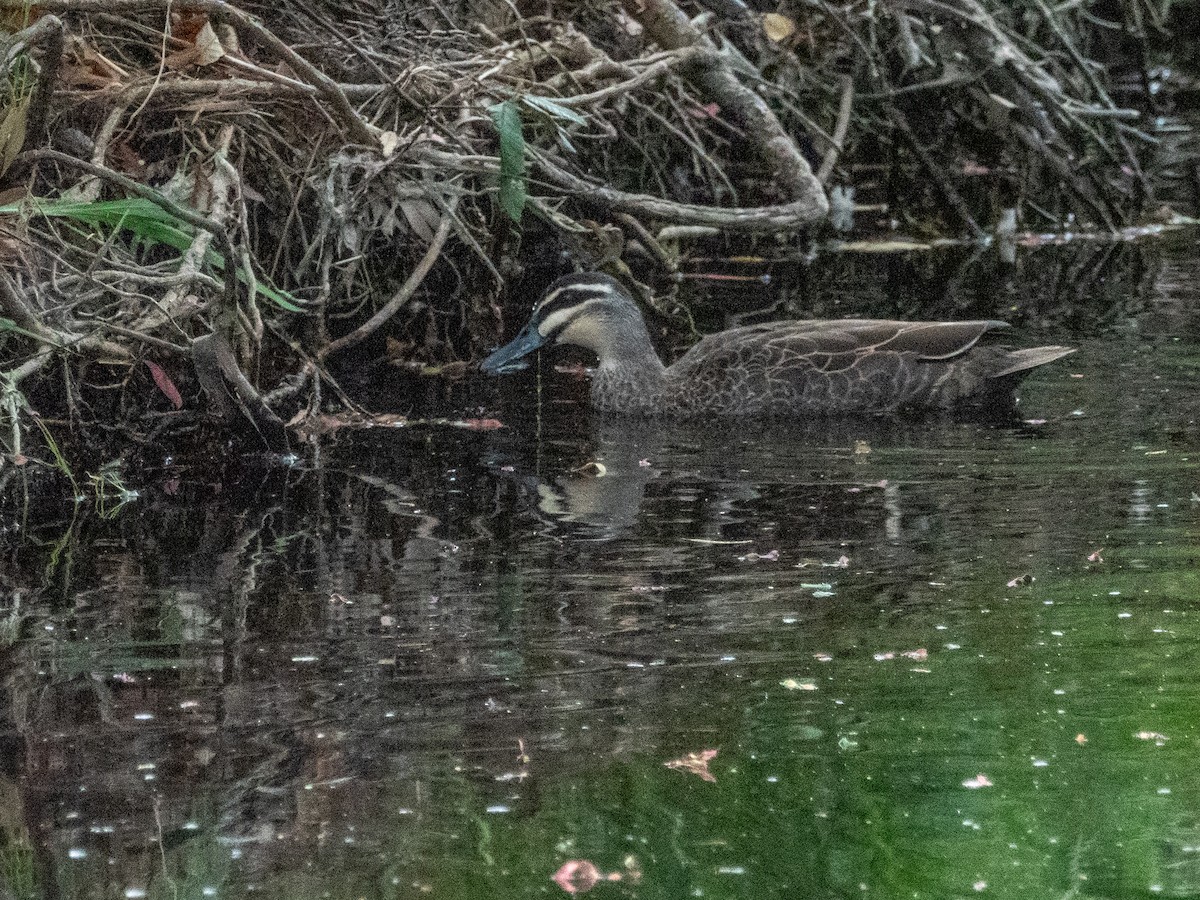 Pacific Black Duck - ML612647522