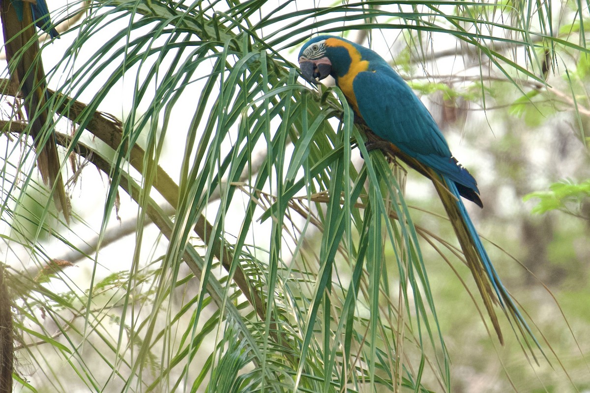 Guacamayo Barbiazul - ML612647528